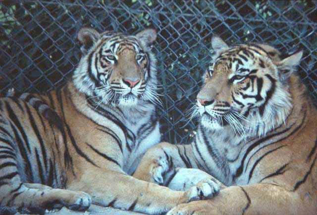 Tigers, two - zoo shot